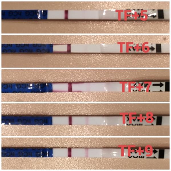 Bild zu SST positiv und hoffentlich hält es mal länger... - Kinderwunschbehandlung