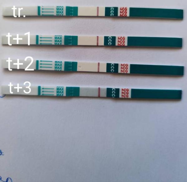 Bild zu Test Transfer+3 schon positiv? - Kinderwunschbehandlung