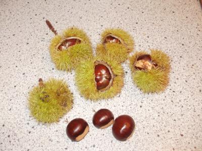 Bild zu Maronen - Kochen und Backen