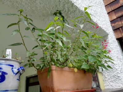 Bild zu vietnamesischer Koriander - Kochen und Backen