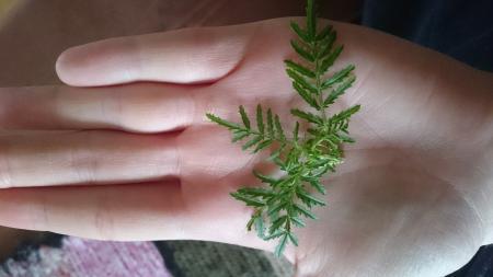 Bild zu Kräuter?? - Kochen und Backen