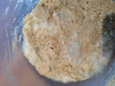 Bild zu Zu doof für Sauerteig??? - Kochen und Backen