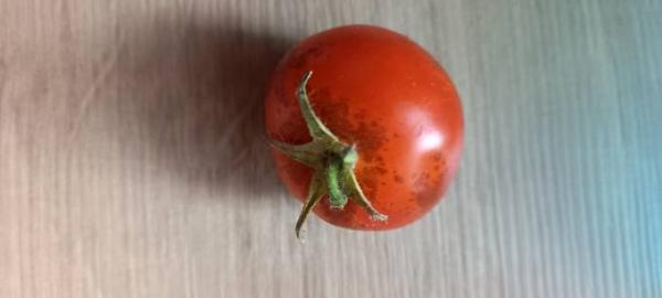 Bild zu Tomaten Flecke - Kochen und Backen