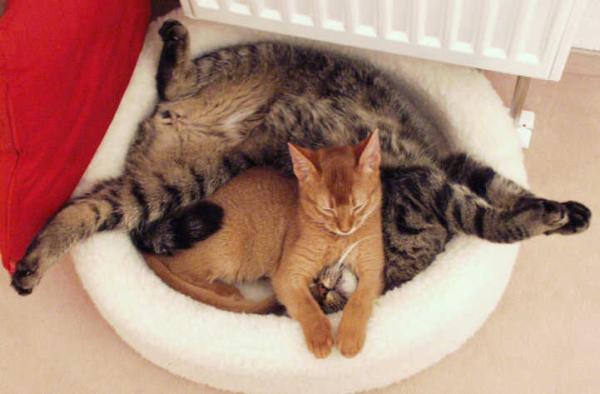 Bild zu Für Manjo zur Versöhnung - Kinderwunsch - was tun, um schwanger zu werden?