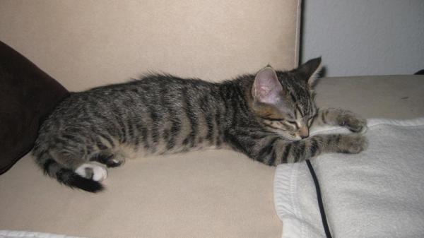 Bild zu Schaut mal, mein Miez nach dem ersten Tierarztbesuch - Kinderwunsch - was tun, um schwanger zu werden?