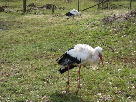 Bild zu 