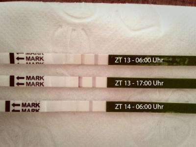 Bild zu Ovulationstest - Kinderwunsch - was tun, um schwanger zu werden?