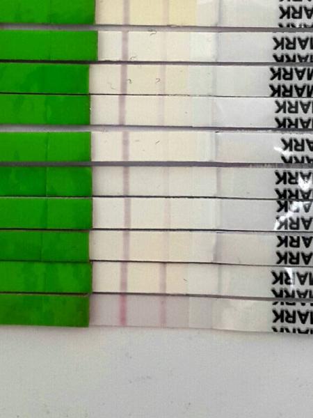 Bild zu Ovulationstest - Kinderwunsch - was tun, um schwanger zu werden?