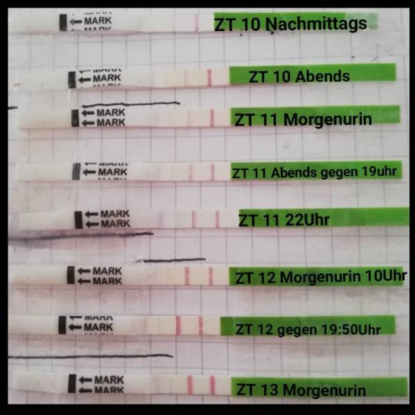 Bild zu Fragen zum Ovulationstest - Kinderwunsch - was tun, um schwanger zu werden?