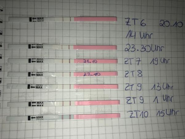 Bild zu 