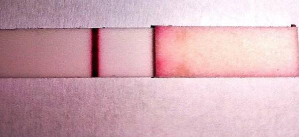 Bild zu Update haarlinie clearblue - Kinderwunsch - was tun, um schwanger zu werden?