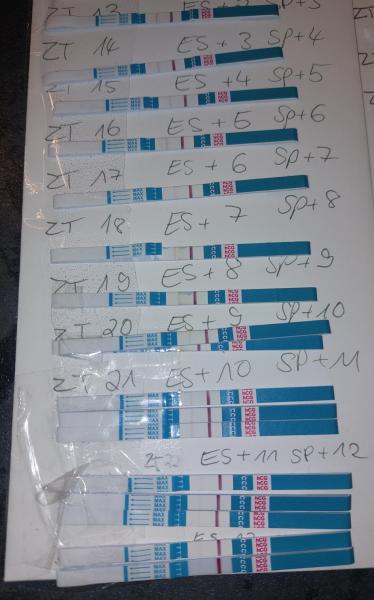 Bild zu Ov+13 Es+12 hilfe !!! - Kinderwunsch - was tun, um schwanger zu werden?