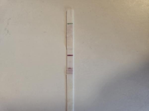 Bild zu Sst test von Höga - Kinderwunsch - was tun, um schwanger zu werden?