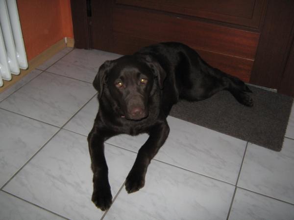 Bild zu Braucht noch jemand ´nen Hund ????  (Scherz !!!) - Sparforum - Forum rund ums Sparen