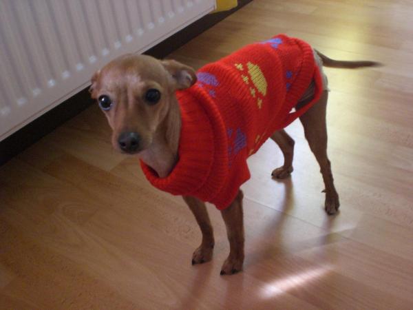 Bild zu @gerne-mama  Hier mal ein Bild meiner Maus mit Pulli   :o) - Sparforum - Forum rund ums Sparen