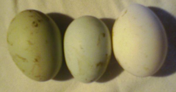 Bild zu ostereier, ich brauch nicht färben, ich hab so schon grüne eier. ;-) - Sparforum - Forum rund ums Sparen