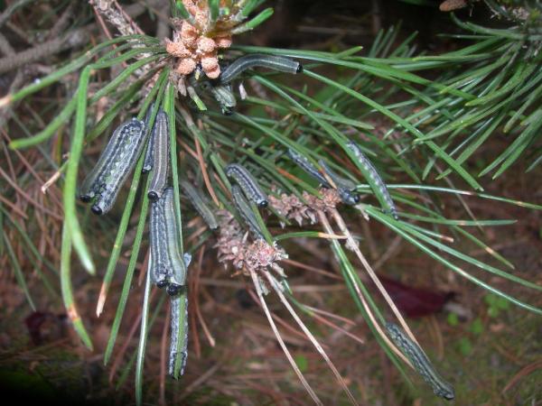 Bild zu Raupenplage HILFE !! Die fressen meine Tanne?Kiefer??? total leer !!!!!!!!!! - Sparforum - Forum rund ums Sparen