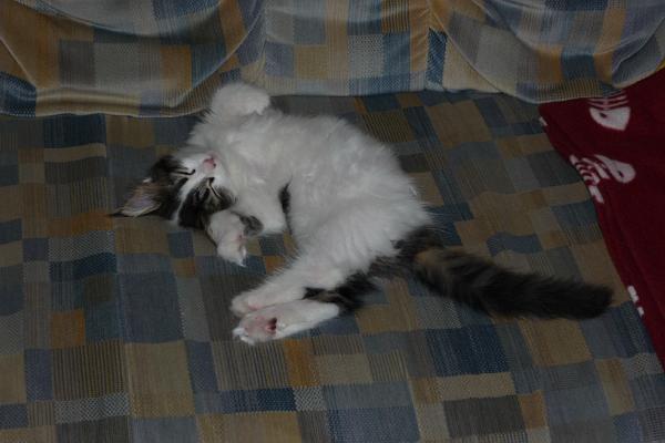 Bild zu Wir waren heute mit unserer Katze beim Impfen und Entwurmen mt - Sparforum - Forum rund ums Sparen