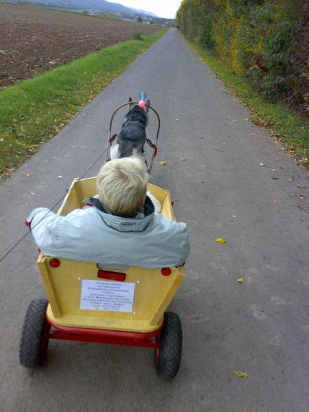 Bild zu wittlich ! kostenlose Schlittenhunde fahrt - Sparforum - Forum rund ums Sparen