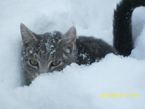 Bild zu kätzchen im schnee.. - Sparforum - Forum rund ums Sparen