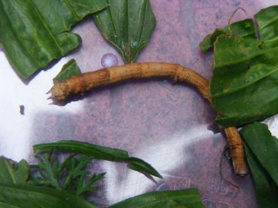 Bild zu Was ist das für eine Raupe? s. Bild - Sparforum - Forum rund ums Sparen