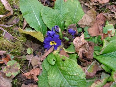 Bild zu Botaniker vor: Was ist das für eine Pflanze? BILD - Sparforum - Forum rund ums Sparen