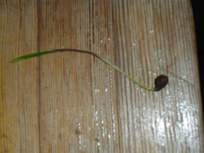 Bild zu Gartenprofis hier? - Sparforum - Forum rund ums Sparen