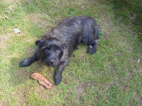 Bild zu wer gestern wissen wollte wie Schnullerhund heute aussieht, hier ist er... - Aktuelles