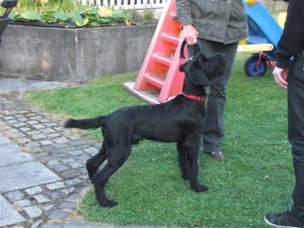 Bild zu Frage an Hundekenner... - Aktuelles