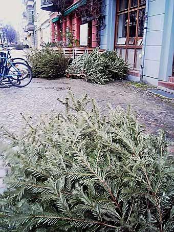 Bild zu Knut - Aktuelles