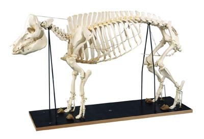 Bild zu Schweinegerippe - Aktuelles