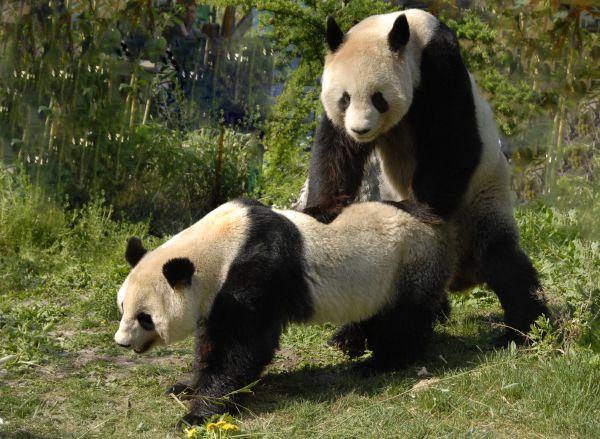 Bild zu eine Pandamie - Aktuelles