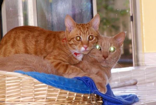 Bild zu Dabei habe ich einige Koerbchen fuer meine Kater/@ Katzenfreunde only - Aktuelles