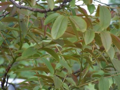 Bild zu Ich brauche eure Hilfe (Baumbestimmung) - Aktuelles