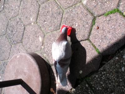 Bild zu Uns ist eine Brieftaube zugeflogen :) - Aktuelles