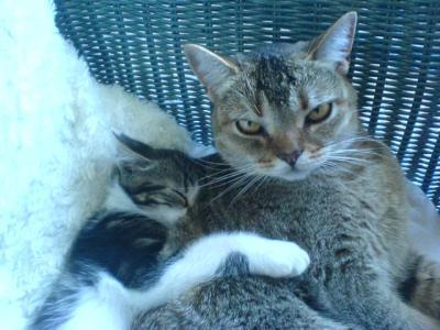 Bild zu Wollt Ihr sehen, was aus meinem Katerchen geworden ist???? Hier... - Aktuelles
