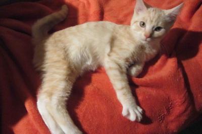Bild zu Katzenname gesucht - Aktuelles