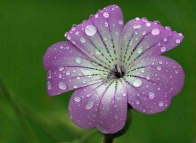 Bild zu Gibt es hier Blumenkenner? - Aktuelles