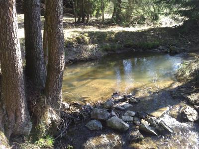 Bild zu phänomenaler naturpool - Aktuelles