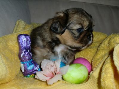 Bild zu ...frohe Ostern... - Aktuelles
