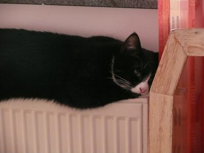 Bild zu Katzen, Drucker, Flurschaden und Glück gehabt... - Aktuelles