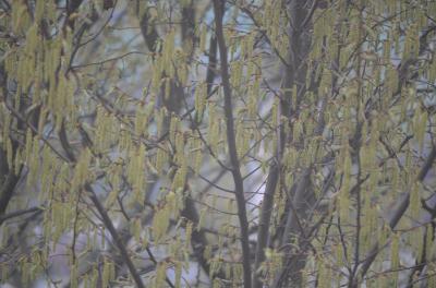 Bild zu welcher baum ist das? - Aktuelles
