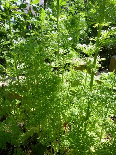 Bild zu Was wächst da in meinem Garten? - Aktuelles
