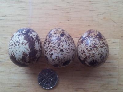 Bild zu Unssere allerersten Wachteleier - Aktuelles