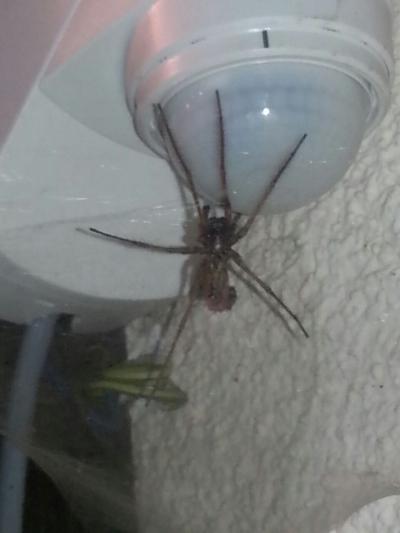 Bild zu Krasse Spinne am Bewegungsmelder - Aktuelles