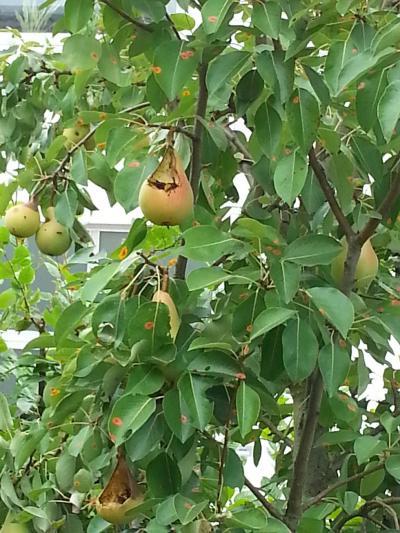 Bild zu Im Gartenforum ist nichts los - Hornissen im Birnbaum - Aktuelles