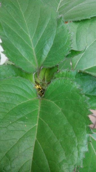 Bild zu Unsere Sonnenblumen haben besuch - Aktuelles