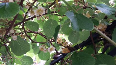 Bild zu Bin gespannt, wer die Erste hier ist, die schreit der Sommer ist zu heiß... - Aktuelles