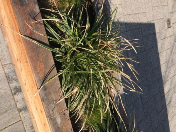 Bild zu Pflanze vertrocknet - Aktuelles