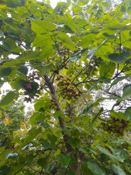 Bild zu Kennt jemand diesen Baum? - Aktuelles